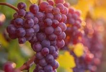 Zárlati felhívás!