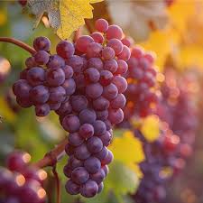 Zárlati felhívás!